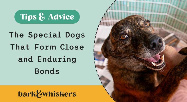 national rescue dog day