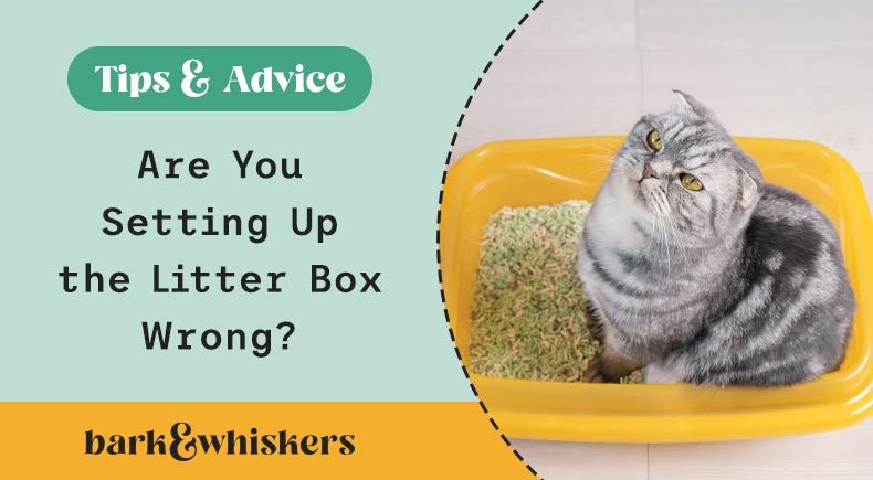 litter box mistakes