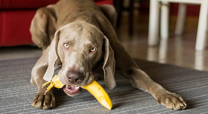 top treats for dogs