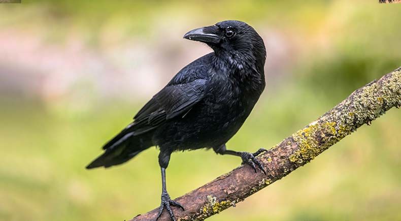 10 most intelligent animals