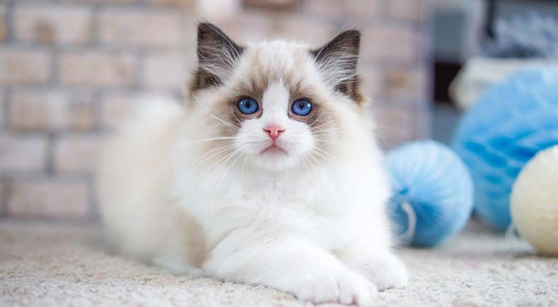 10 ragdoll cat facts