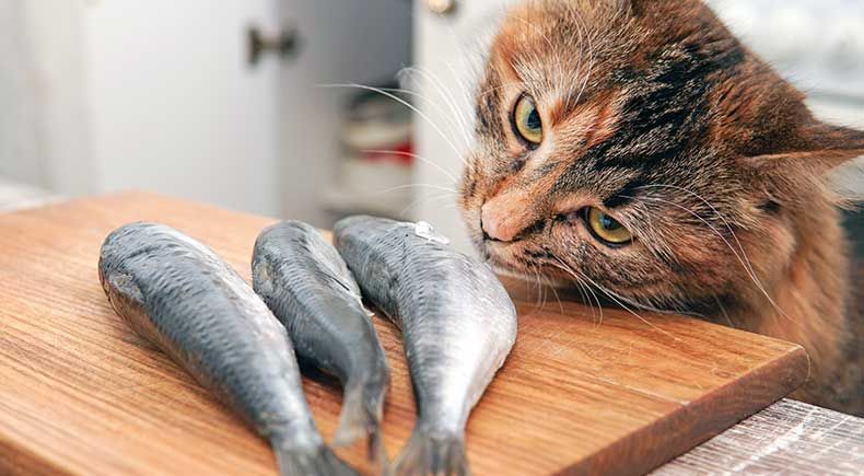 cat excessive hunger