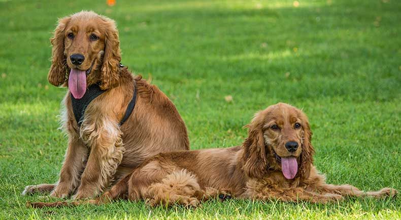 male vs female dog behavior