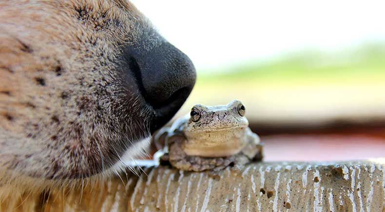 toad poisoning in dogs