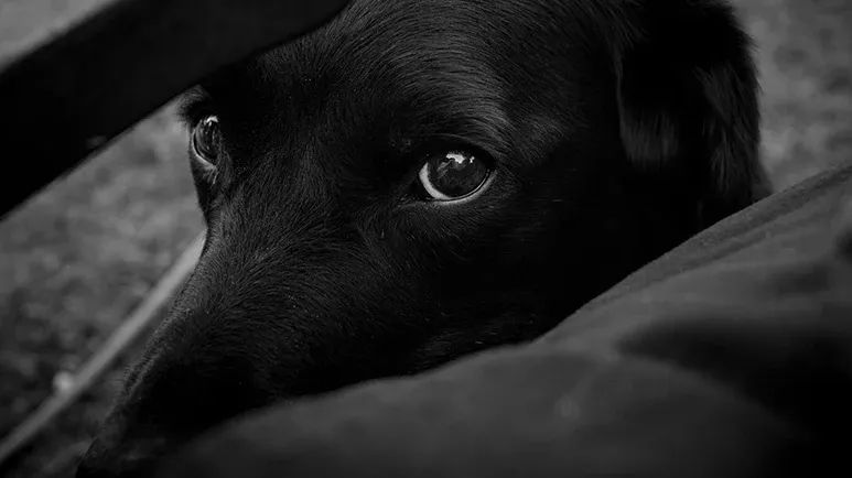 dog early life hardship