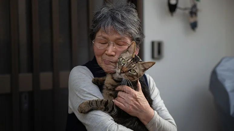 causes of feline hyperthyroidism