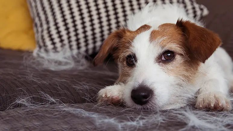 dog shedding