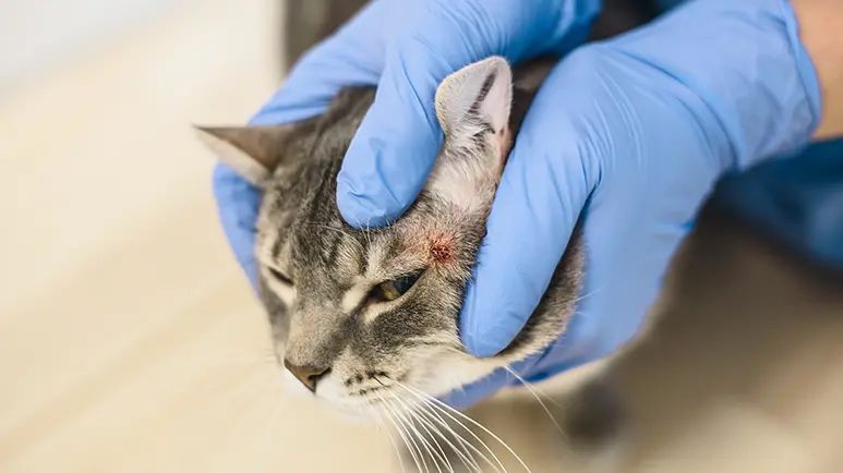 feline dermatitis