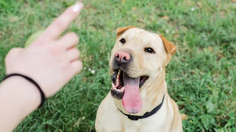 housetraining puppies