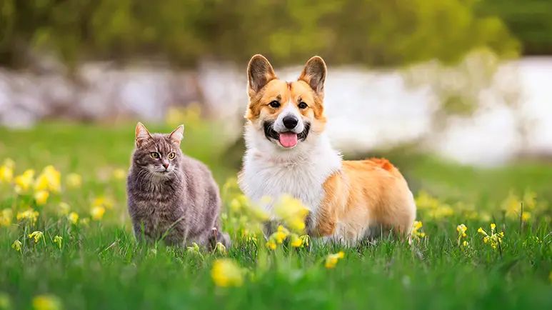 pet allergies natural treatment