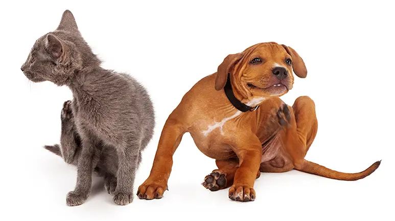 pet allergies