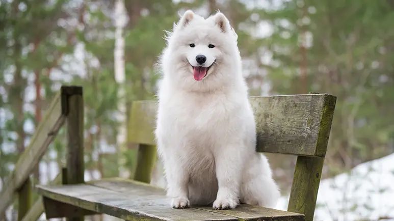 samoyed dog