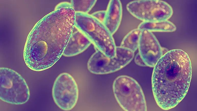 toxoplasma gondii