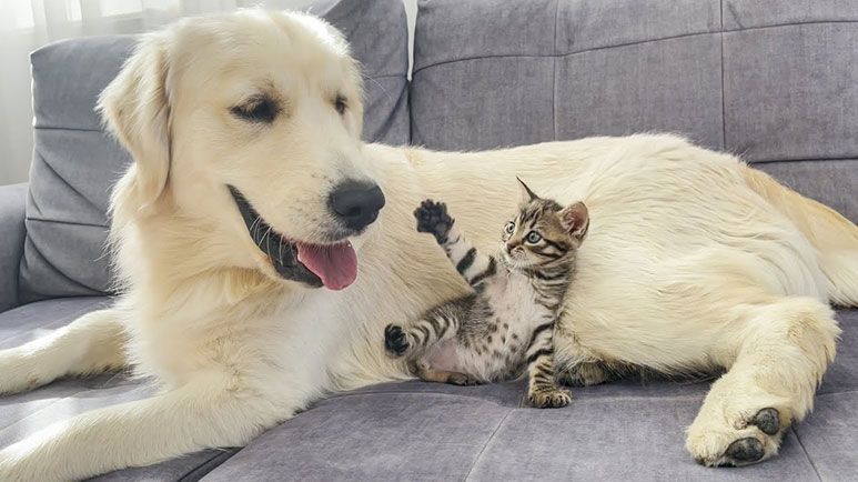 golden retriever goes goofy for kitten