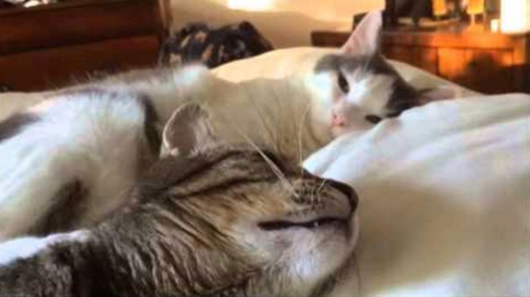 three cats in the process of waking up