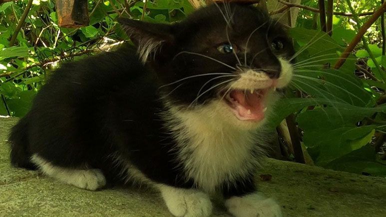 spicy kitten knows how to seem tough