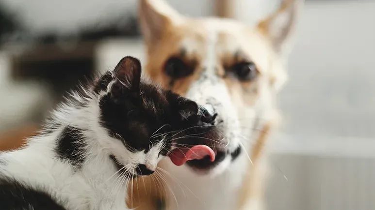 adopting unwanted imperfect pets