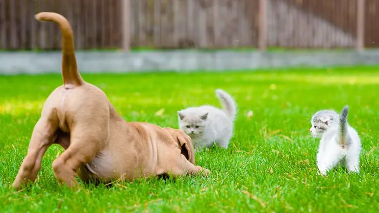 animal detoxification