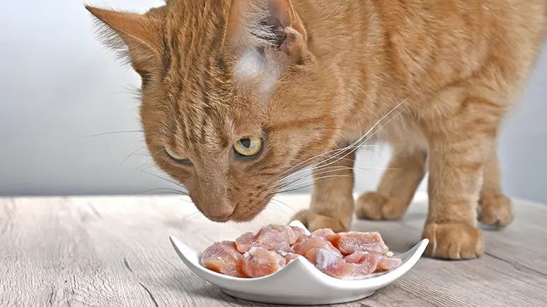 best senior cat food