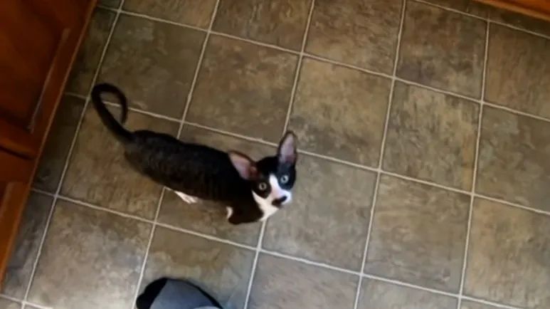 cat named adolf has the longest meow ever