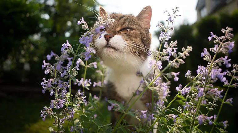 catnip affects cat behavior