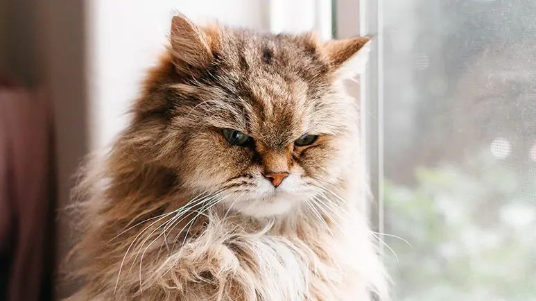 cats and carbohydrates