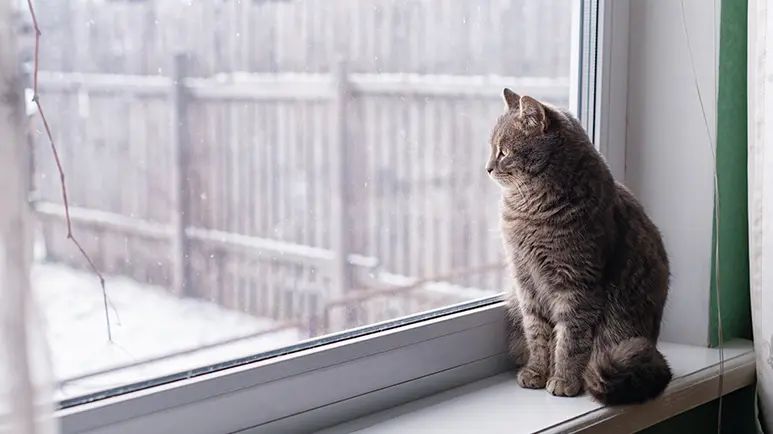 cats separation anxiety