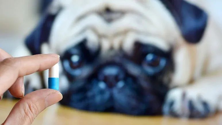 dog antibiotics