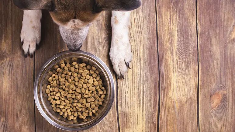 dogs grainless eating plan