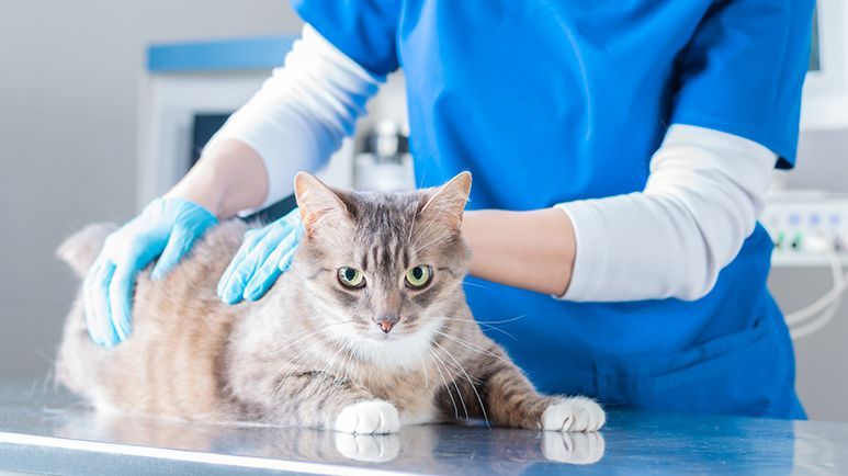 feline cholangiohepatitis