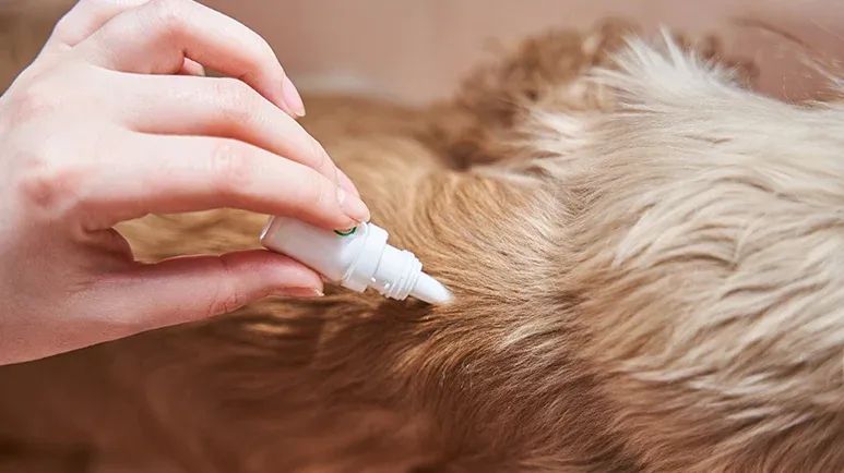 harmful chemicals in pesticides