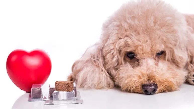 heartworm disease dogs