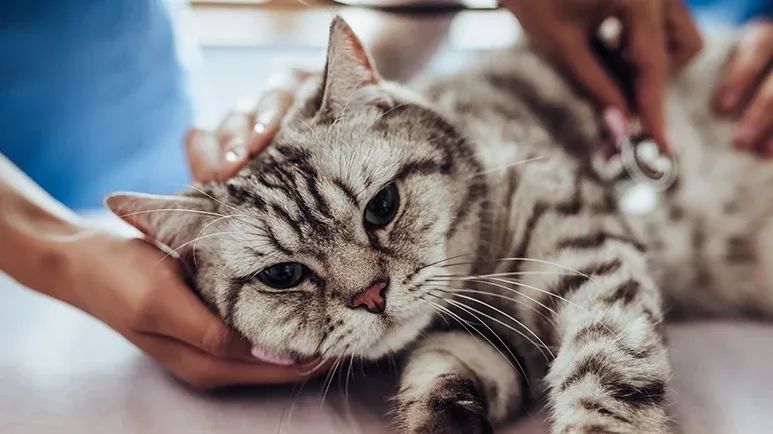 heartworm infection in cats