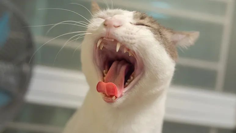 how to brush cats teeth