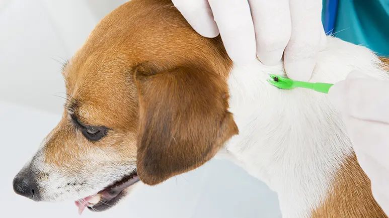 lyme disease in dogs
