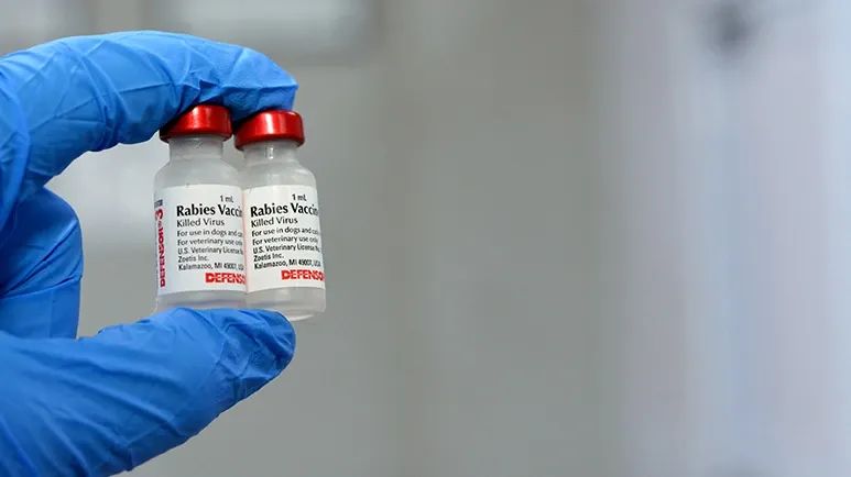 overdue rabies vaccine