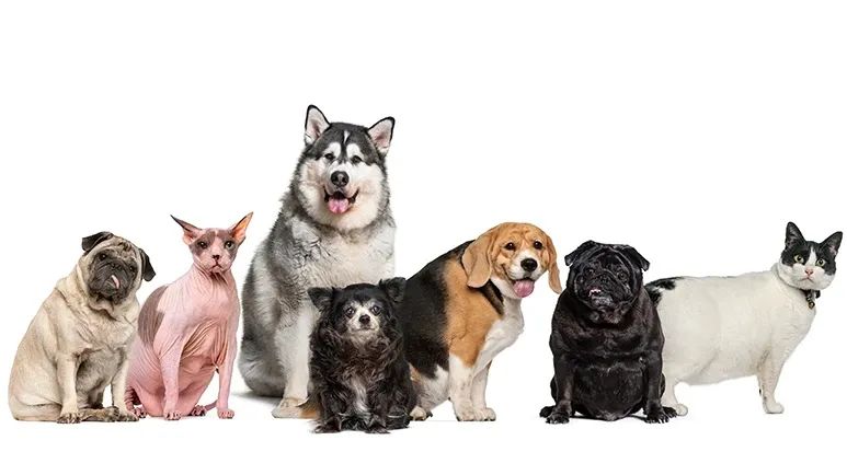 petpandemic obesity