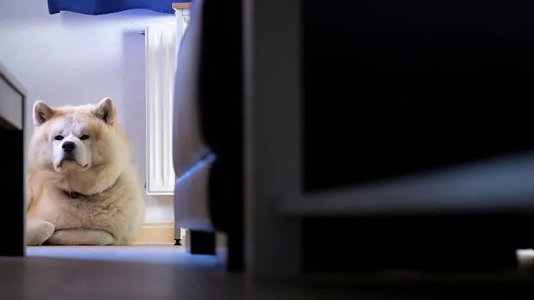 protecting aging pups brain from dementia