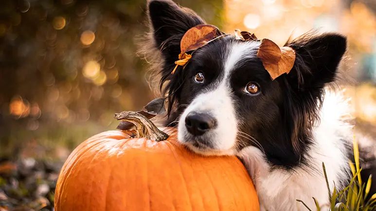 pumpkin and ground turkey for pet diarrhea