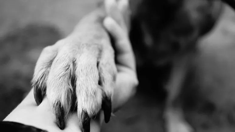 senior dog well being checklist