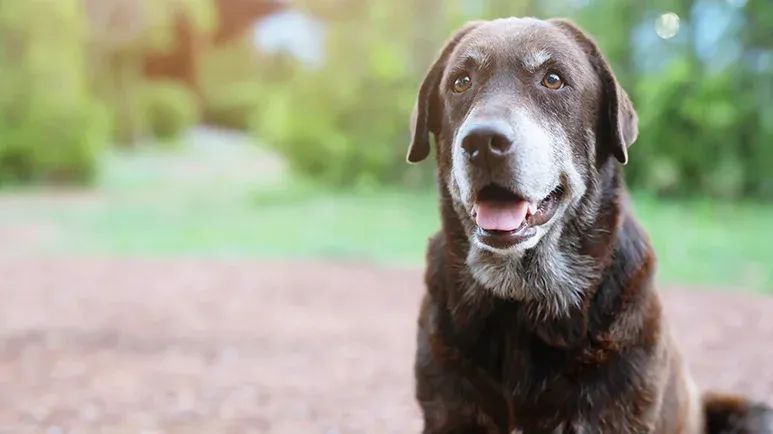 signsof aging in dogs
