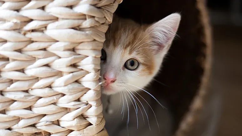 socializing shy cats