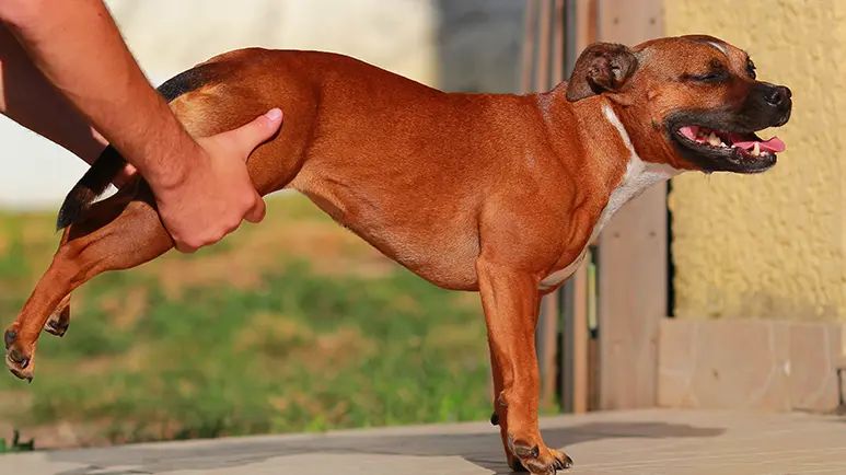 stretchesfor senior dogs