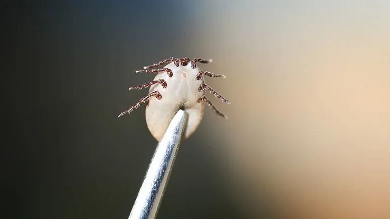 tick boxes help control tick populations