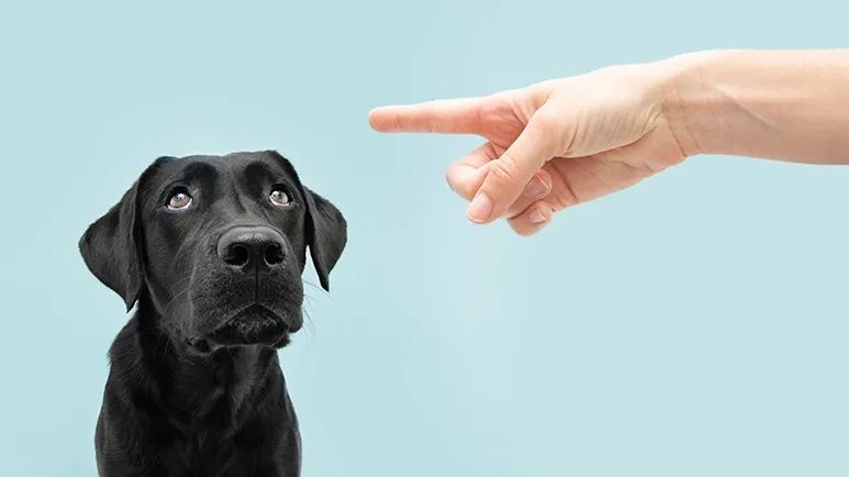 worst housetraining mistakes dog owners make