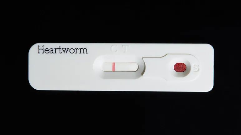 heartworm