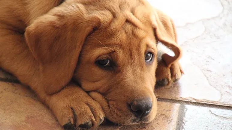 yeast infection in dogs