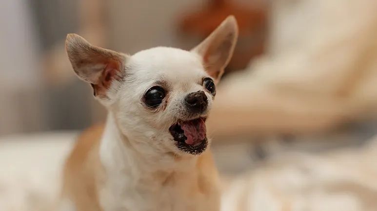 aging dog behavior changes