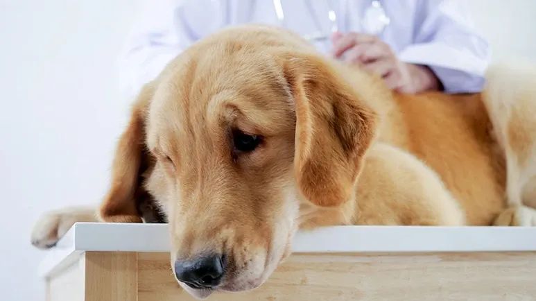 autoimmune disease dogs