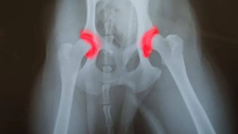 canine hip dysplasia